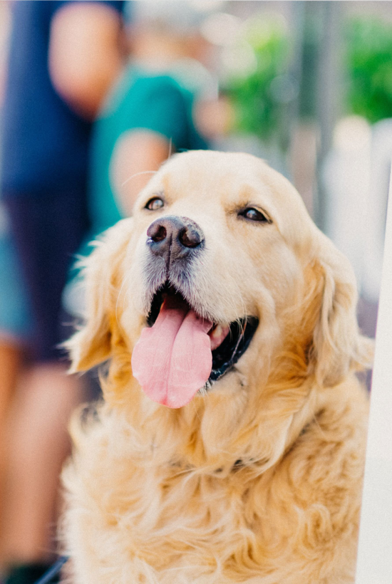 A golden retriever is smiling with its tongue out, while a person stands blurred in the background.